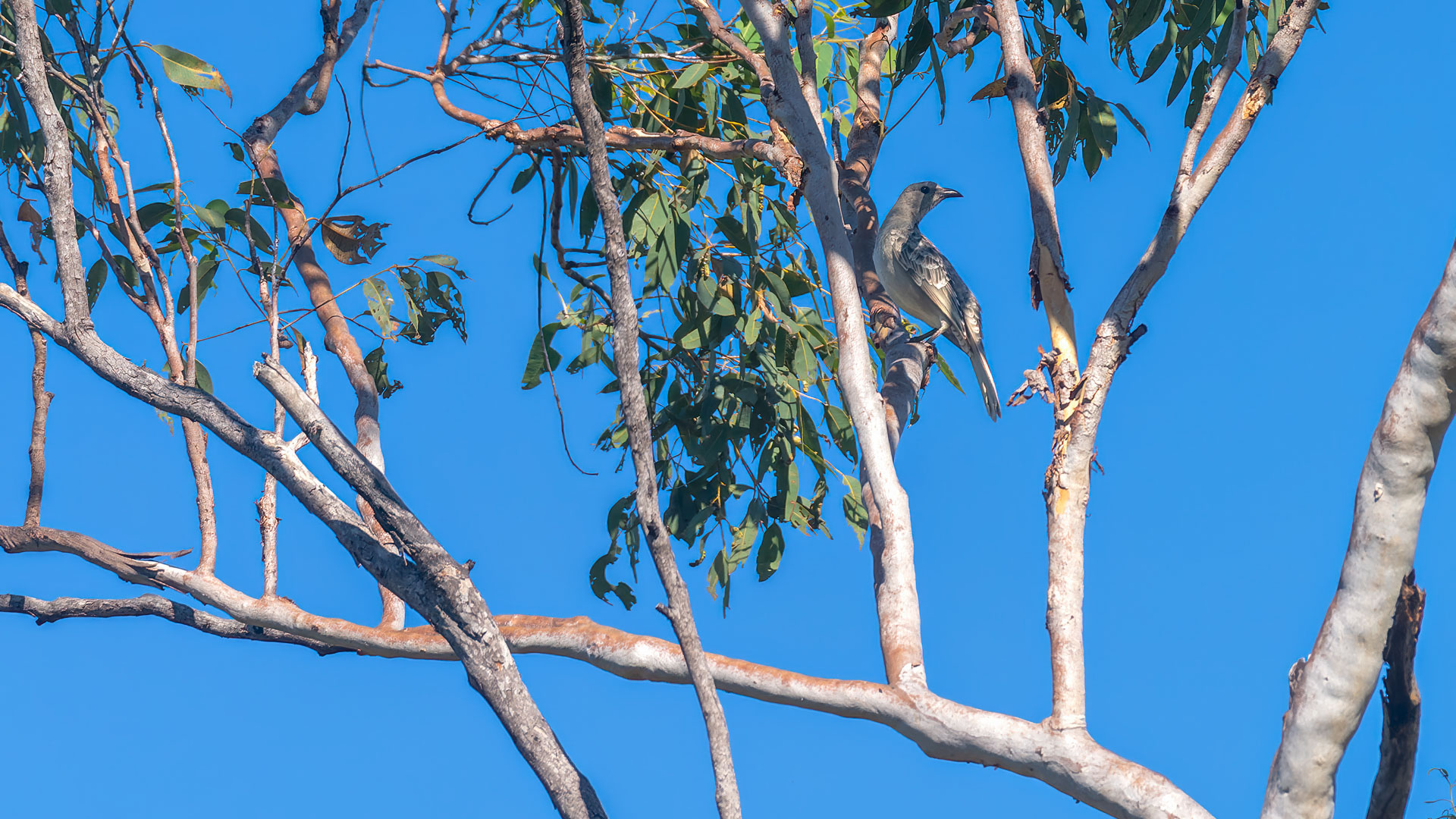 Litchfield National Park - Buley Rockhole - Friedenstäubchen